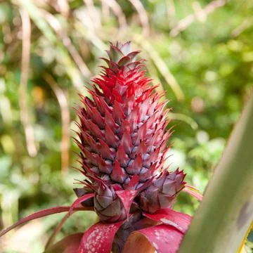 Pineapple flower close-up. Stock Photos