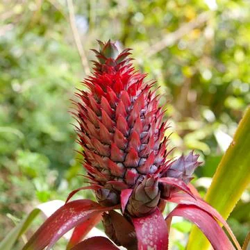 Pineapple flower close-up. Stock Photos