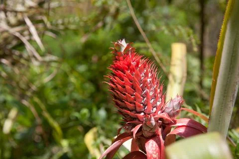 Pineapple flower close-up. Stock Photos