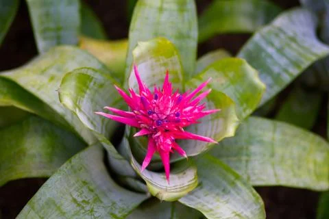 Pineapple flower color Stock Photos
