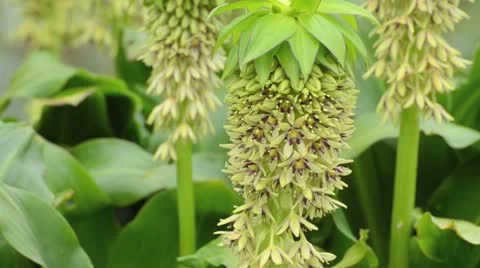 Pineapple flower (Eucomis bicolor) Stock Footage 14926072