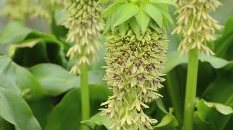Pineapple flower (Eucomis bicolor) Stock Footage 14926225
