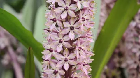Pineapple flower (Eucomis comosa) Stock Footage 15202086