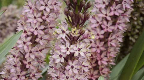 Pineapple flower (Eucomis comosa) Stock Footage 15202131