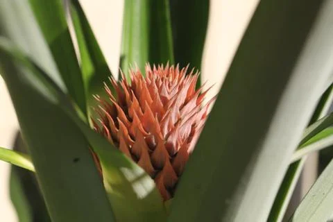 Pineapple flower Stock Photos