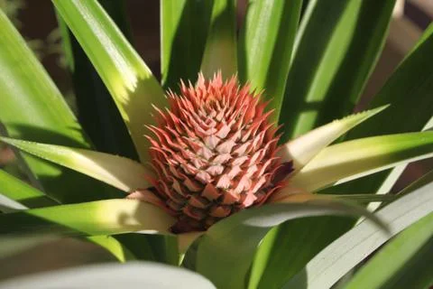Pineapple flower Stock Photos