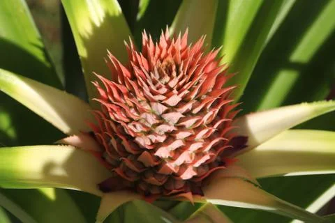 Pineapple flower Stock Photos