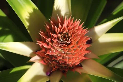 Pineapple flower Stock Photos