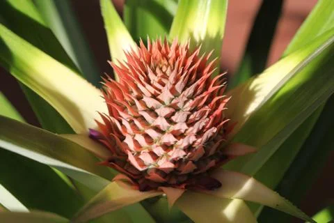 Pineapple flower Stock Photos