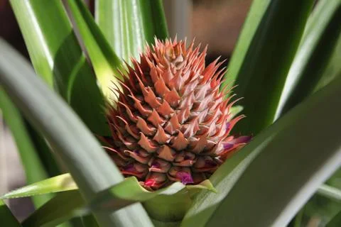 Pineapple flower Stock Photos