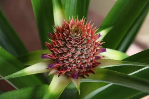Pineapple flower Stock Photos