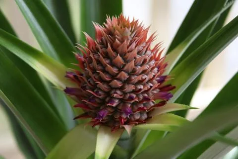 Pineapple flower Stock Photos