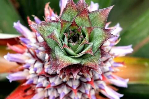 Pineapple flower Stock Photos
