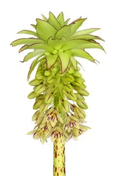 Pineapple flower Stock Photos