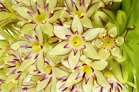 Pineapple flowers closeup Stock Photos