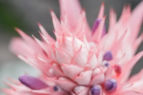 Pineapple flowers 스톡 사진