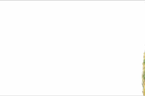 Pineapple flyby NTSC Stock Footage 735140