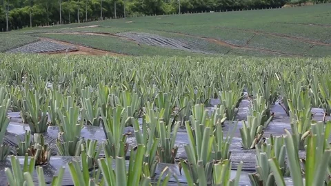 Pineapple Stock Footage 71343787