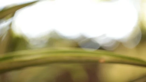 Pineapple Stock Footage 104784002