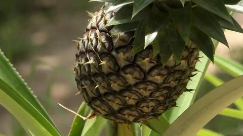Pineapple Stock Footage 112337651