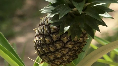 Pineapple Stock Footage 112337706