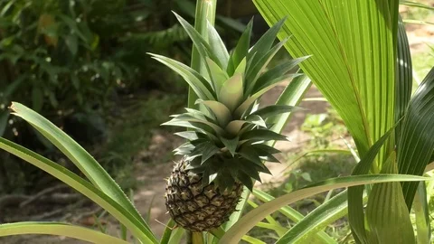 Pineapple Stock Footage 112337855