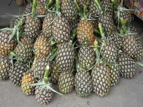 Pineapple Stock Footage 123761470