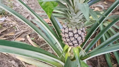 Pineapple Video stock 232760883
