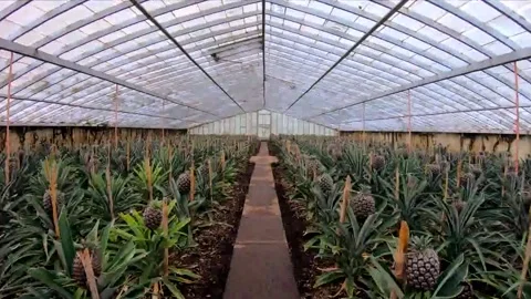 Pineapple Vidéo 240365484