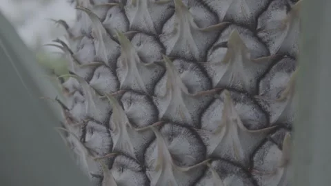 Pineapple Stock Footage 308013701
