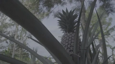 Pineapple Stock Footage 308013703