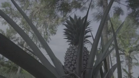 Pineapple Stock Footage 308013741