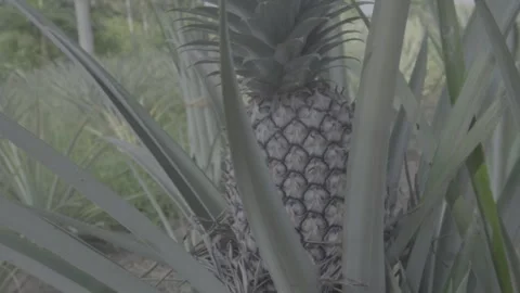 Pineapple Stock Footage 308013799