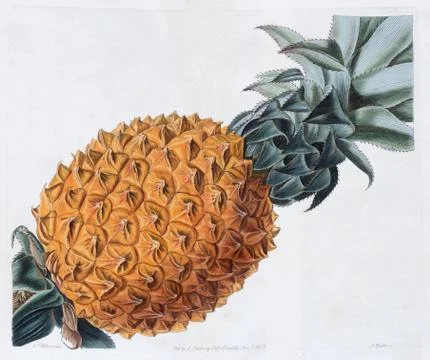 Pineapple Fruit Ananas comosus copperplate etching with old colour and protein Stock Illustration