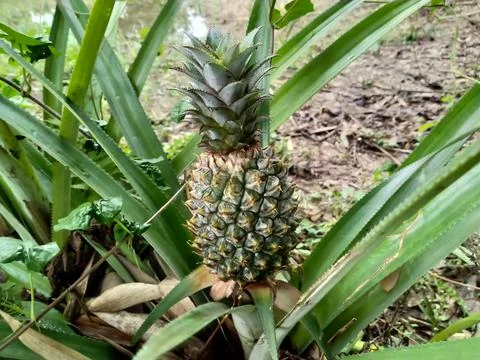 Pineapple fruit and leaf in the garden Stock Photos