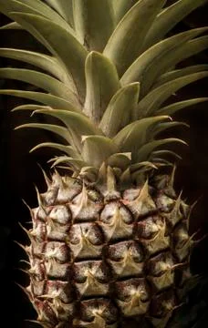 Pineapple fruit on black background Foto stock