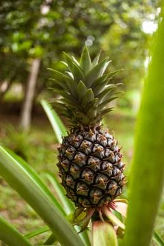 Pineapple fruit on the bush Stock Photos
