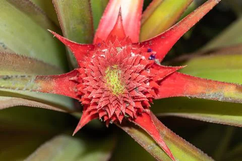Pineapple fruit is a complex flower and it's juicy and delicious Stock Photos