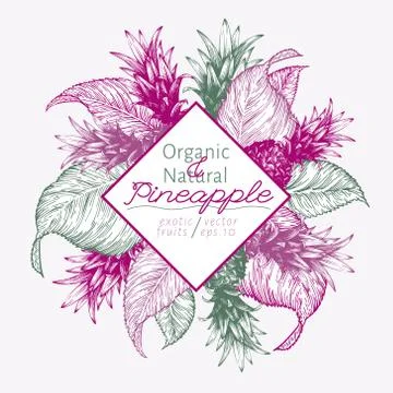 Pineapple fruit design template. Hand drawn vector fruit illustration. Engraved Stock Illustration
