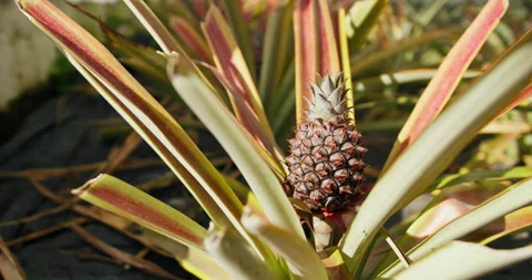 Pineapple fruit developing among green leaves in a European greenhouse Stock Footage 328537313
