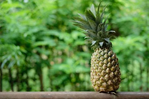 Pineapple Fruit on Exotic Palm Forest Background Stock Photos