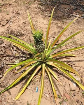 Pineapple fruit farm growing Stock Photos