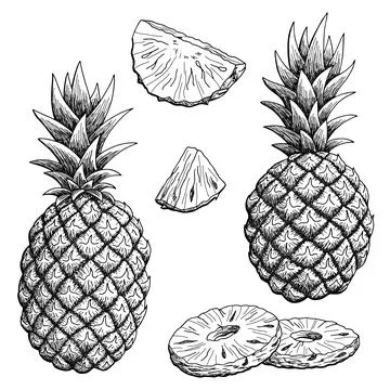 Pineapple fruit graphic black white isolated sketch illustration vector Illustrazione stock