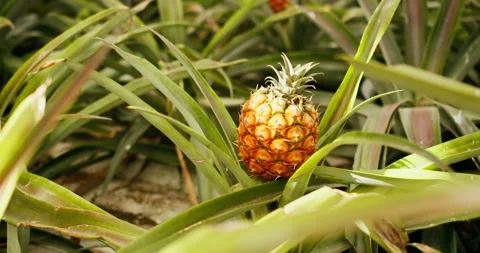 Pineapple fruit growing among dense leaves Stock Footage 331267777