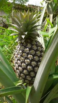 Pineapple fruit, growing plants Foto stock