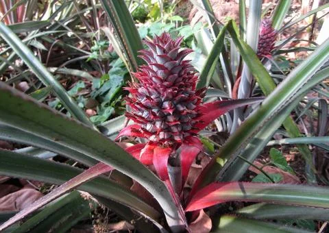 Pineapple fruit growing up on tree  Stock Photos