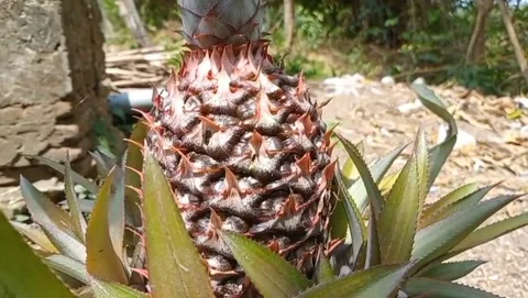 Pineapple fruit has hard scaly skin Stock Footage 319926266