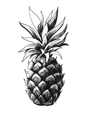 Pineapple fruit Illustrazione stock