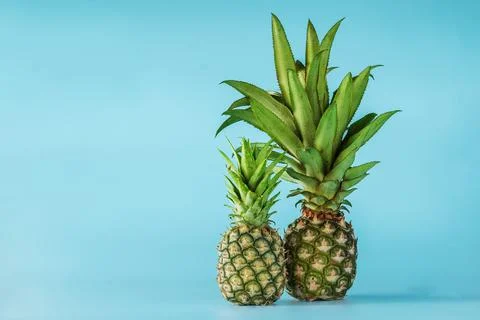Pineapple fruit isolated on blue background. Stock Photos