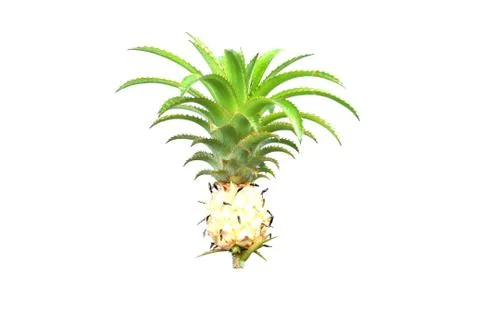 Pineapple fruit on isolated Stock Photos